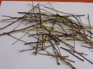 rodn� d�m Dona Bosca - Becchi