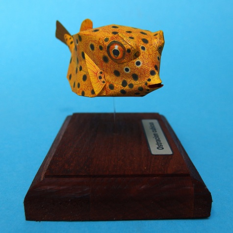 Ostracion cubicus Ostracion cubicus