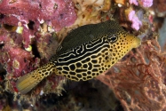 Ostracion solorensis