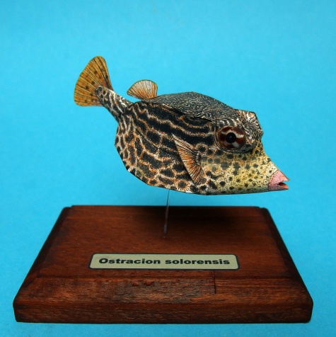 Ostracion solorensis Ostracion solorensis
