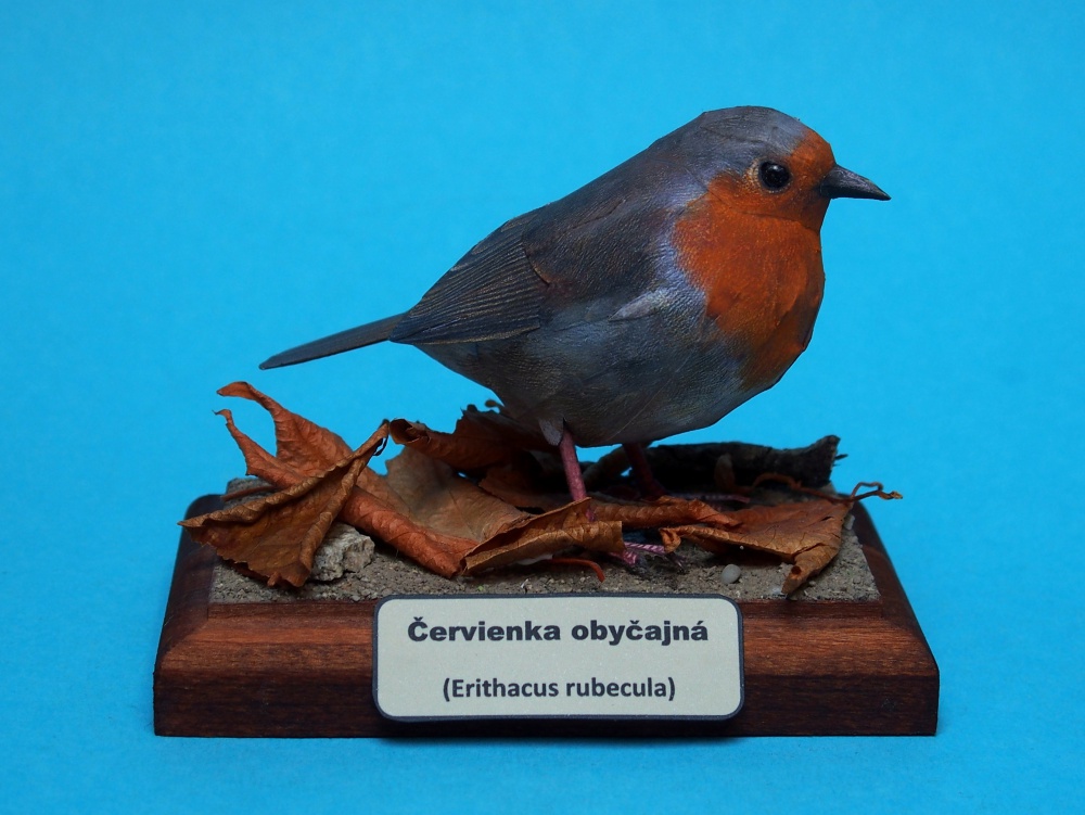 Červienka obyčajná (Plná velikost v novém okně) Červienka obyčajná