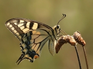fauna