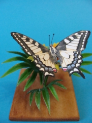 fauna
