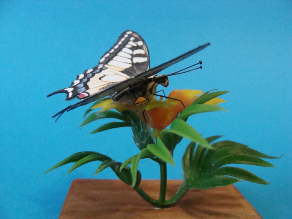 fauna (Pln� velikost v nov�m okn�) fauna
