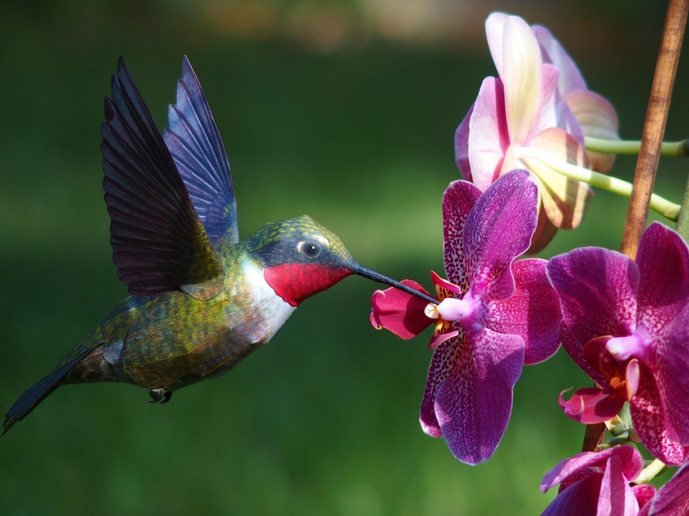 Kolibrík rubínovokrký (Plná velikost v novém okně) Kolibrík rubínovokrký