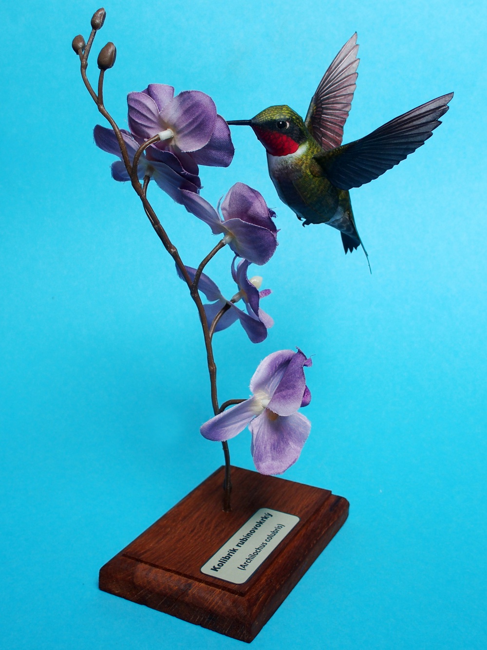 Kolibrík rubínovokrký (Plná velikost v novém okně) Kolibrík rubínovokrký