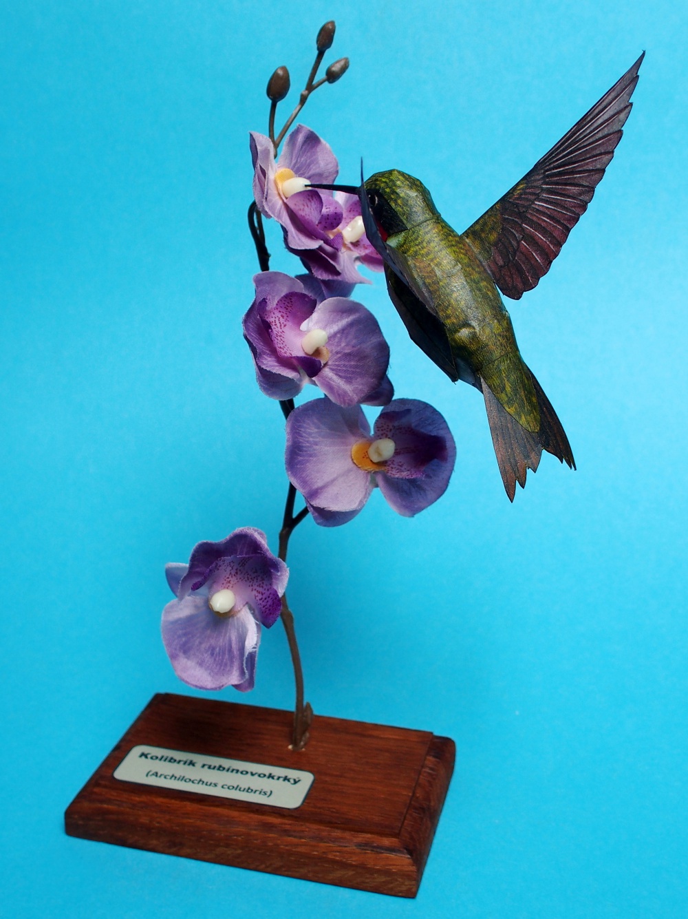 Kolibrík rubínovokrký (Plná velikost v novém okně) Kolibrík rubínovokrký