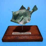 Ostracion tricornis
