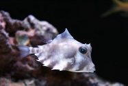 Ostracion tricornis