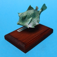 Ostracion tricornis