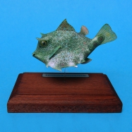 Ostracion tricornis