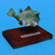 Ostracion tricornis