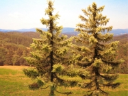 Kostel nad Kalv�ri�/O��adnica