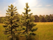 Kostel nad Kalv�ri�/O��adnica