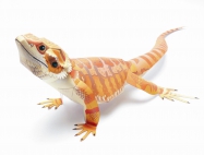 Agama vousat�
