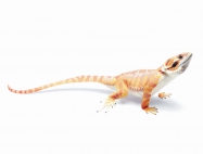 Agama vousat�