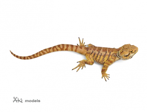 Agama vousatá Agama vousatá