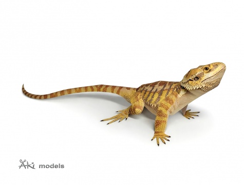 Agama vousat�