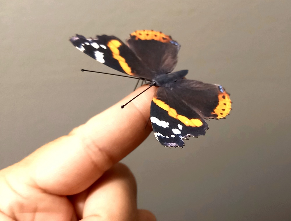 Babočka admirál (Plnďż˝ velikost v novďż˝m oknďż˝) Babočka admirál
