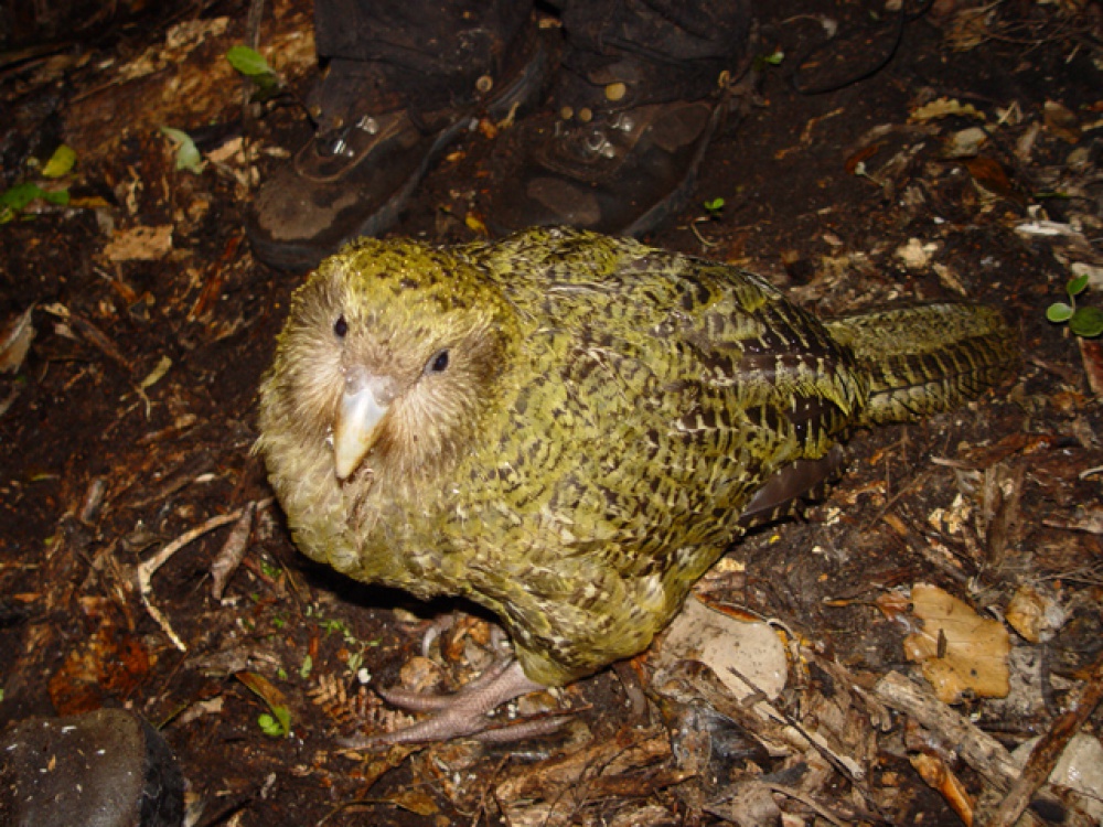 Kakapo soví (Plná velikost v novém okně) Kakapo soví