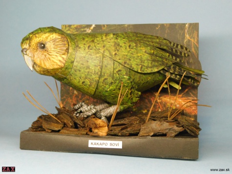 Kakapo soví Kakapo soví