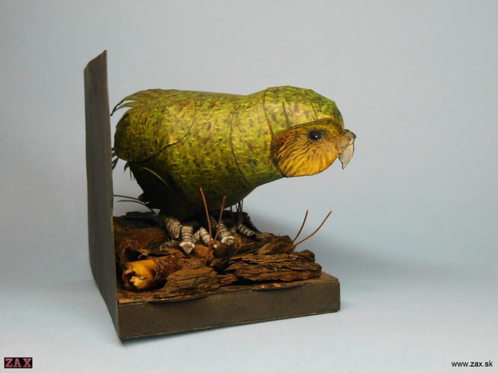 Kakapo soví (Plná velikost v novém okně) Kakapo soví
