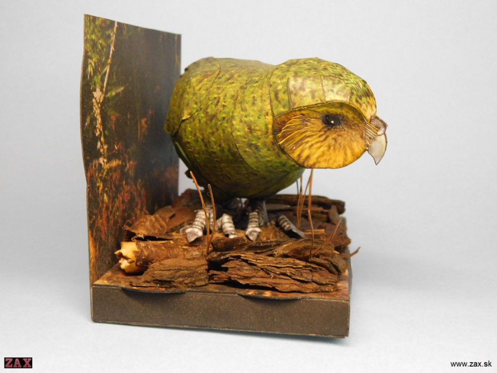 Kakapo soví (Plná velikost v novém okně) Kakapo soví