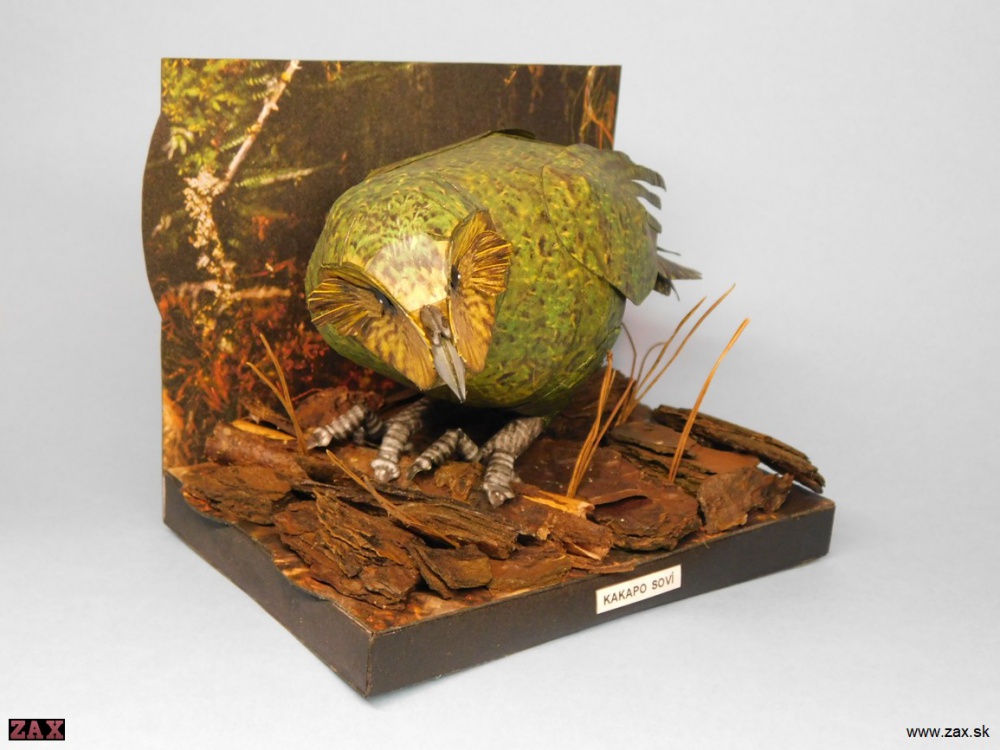 Kakapo soví (Plná velikost v novém okně) Kakapo soví