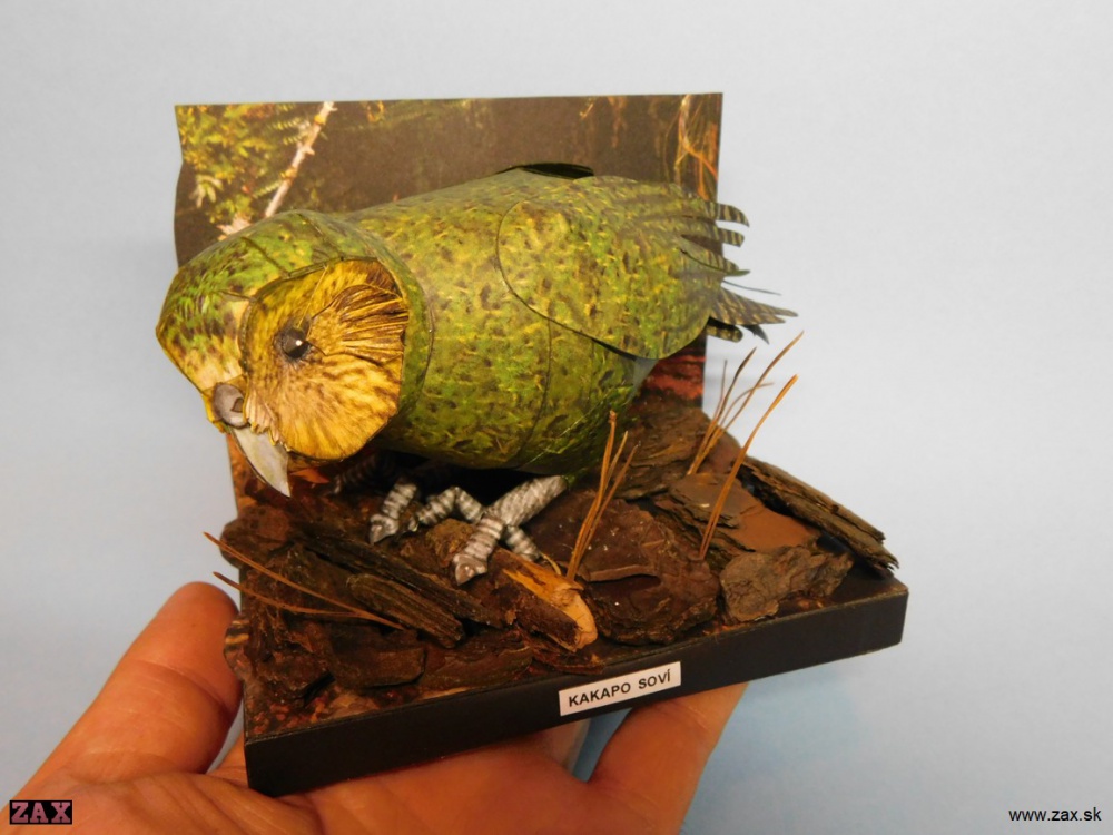 Kakapo soví (Plnďż˝ velikost v novďż˝m oknďż˝) Kakapo soví