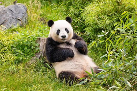 Panda velká Panda velká