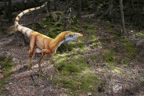 Sinosauropteryx a Microraptor Sinosauropteryx a Microraptor