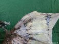 Alduin-Skyrim frost dragon