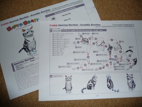 American Shorthair Cat American Shorthair Cat