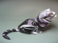 American Shorthair Cat