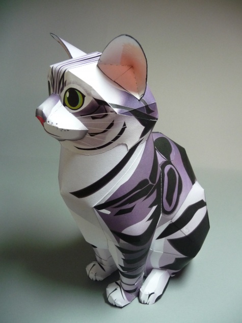 American Shorthair Cat American Shorthair Cat