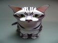 American Shorthair Cat