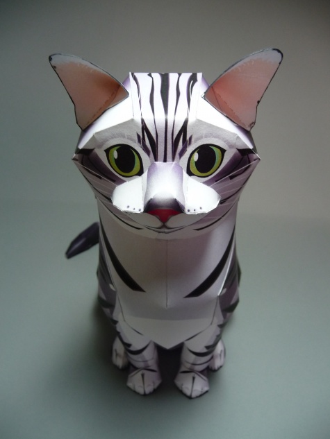 American Shorthair Cat American Shorthair Cat