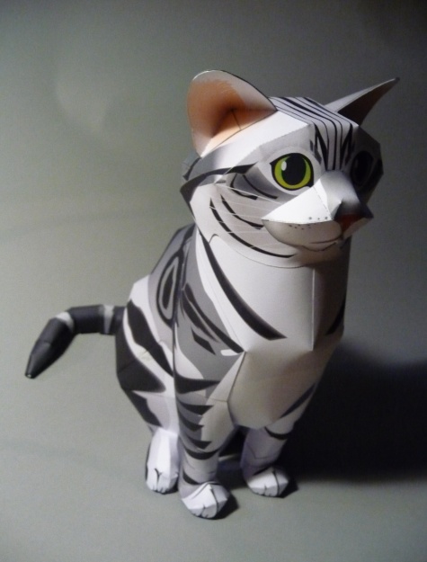 American Shorthair Cat American Shorthair Cat