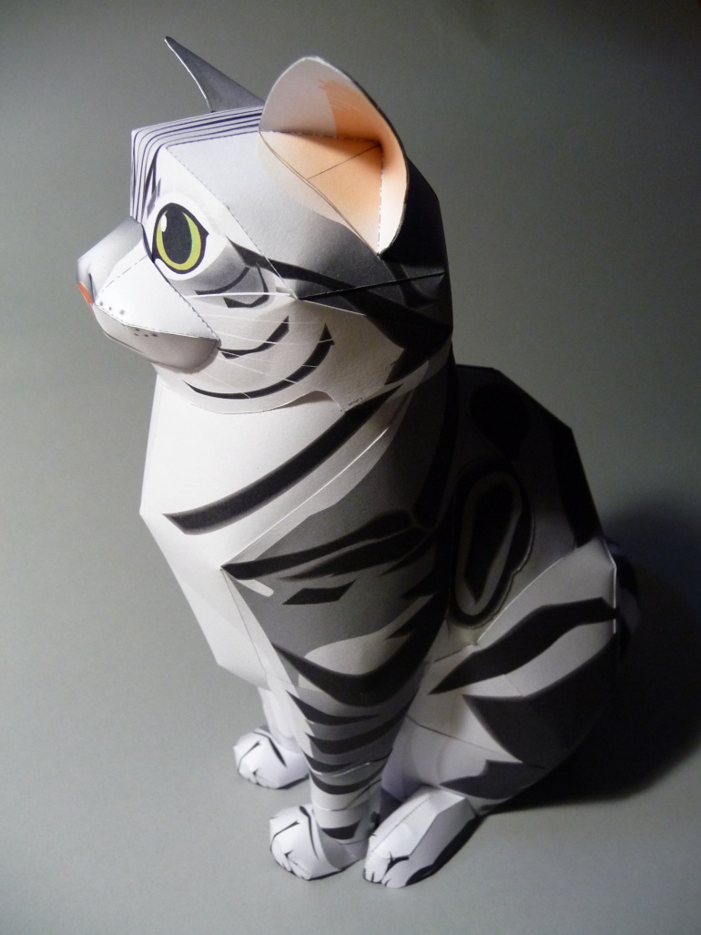 American Shorthair Cat (Plná velikost v novém okně) American Shorthair Cat
