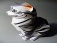 American Shorthair Cat