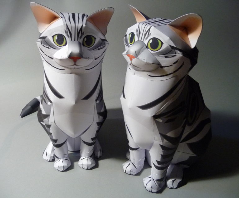 American Shorthair Cat (Pln� velikost v nov�m okn�) American Shorthair Cat