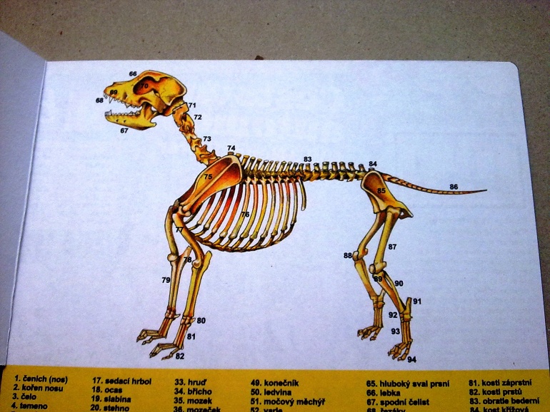 Anatomie psa