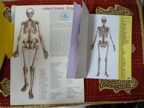Anatomie Anatomie