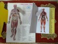 Anatomie