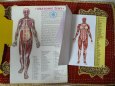 Anatomie