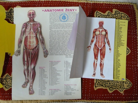 Anatomie Anatomie