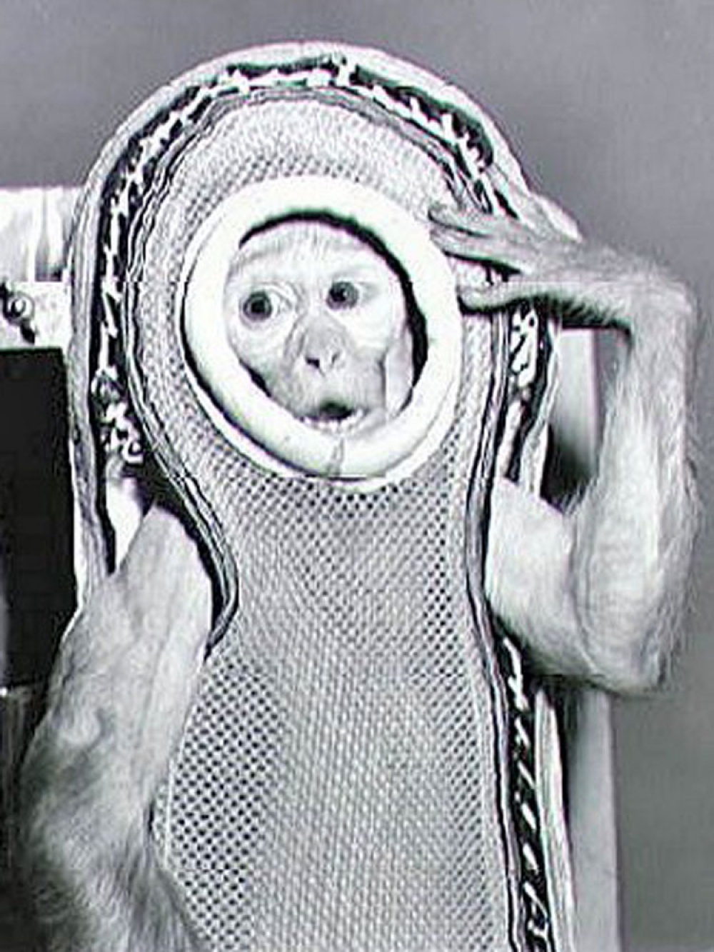 Animals in Space + space rocket