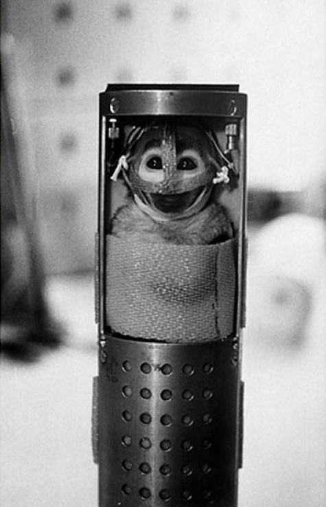 Animals in Space + space rocket Animals in Space + space rocket