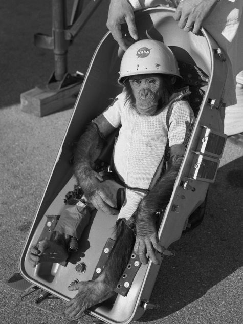 Animals in Space + space rocket Animals in Space + space rocket
