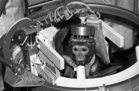 Animals in Space + space rocket Animals in Space + space rocket